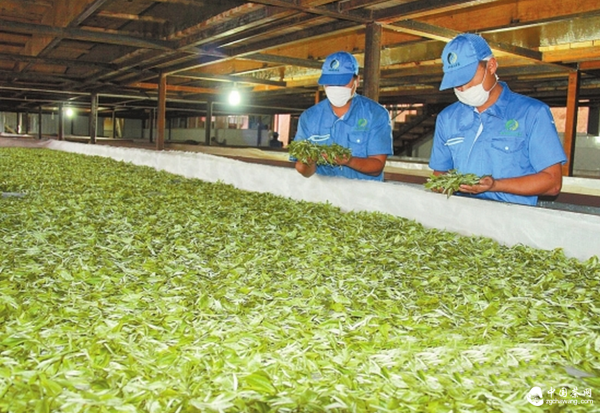 市场形势严峻普洱有机茶是否受到消费者热爱