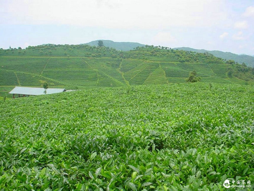 市场形势严峻普洱有机茶是否受到消费者热爱