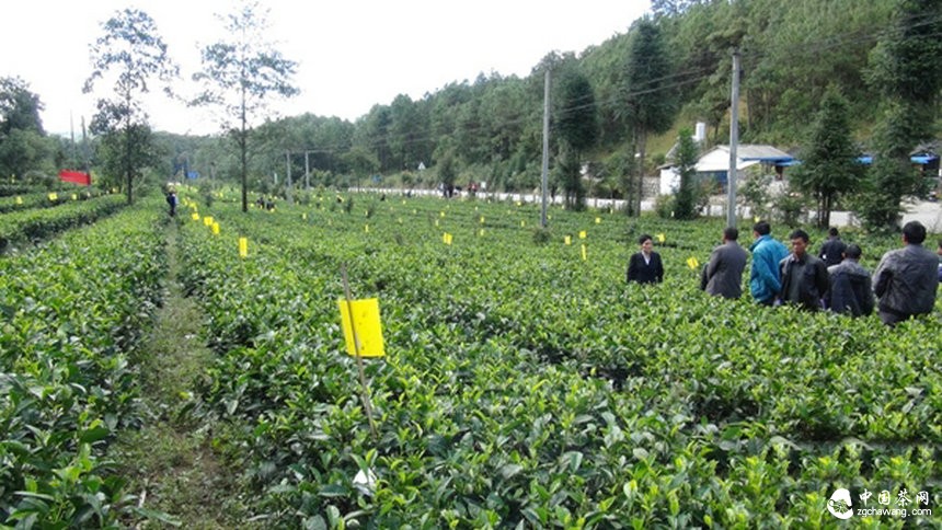 云南昌宁8万亩高标准生态茶园绿色防控见成效