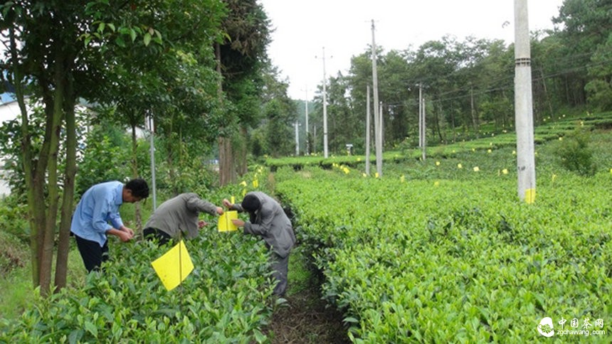 云南昌宁8万亩高标准生态茶园绿色防控见成效