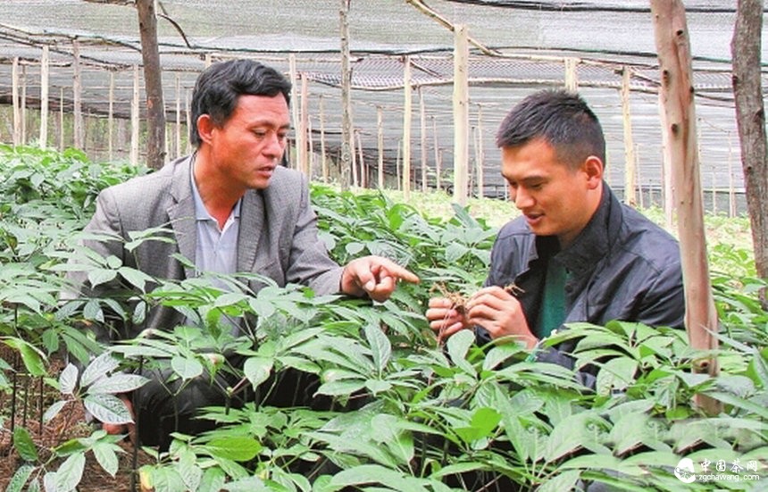 李德洪：茶山群众的领路人