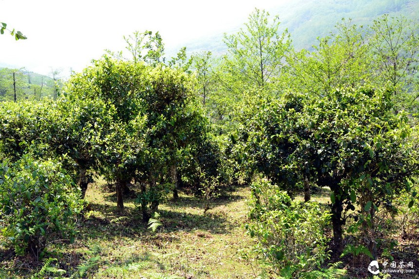普洱古茶有机茶加强防治措施