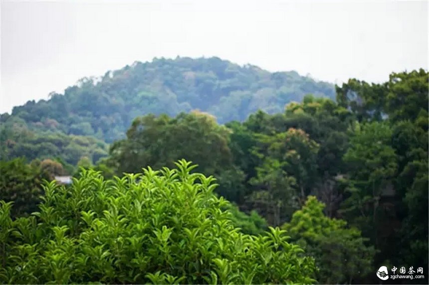 你认为哪个山头的普洱茶性价比最高？