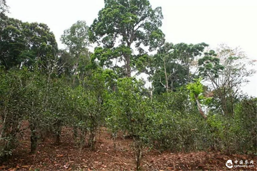 你认为哪个山头的普洱茶性价比最高？