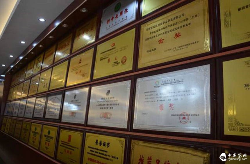 保护云南古茶树刻不容缓腾讯“99”公益日龙园在行动
