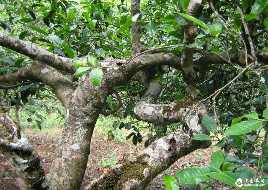 云南勐海县借力提高普洱茶知名度