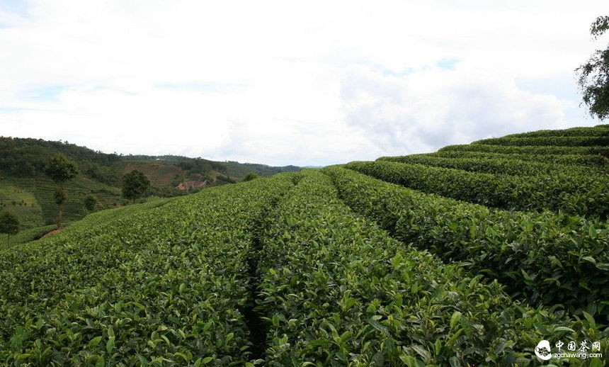 有机茶的播种措施有哪些？