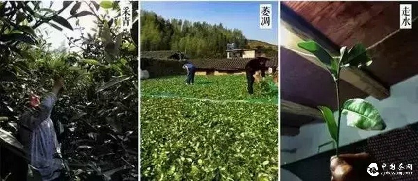 全手工的茶才是好喝的茶?茶工艺的传承与创新