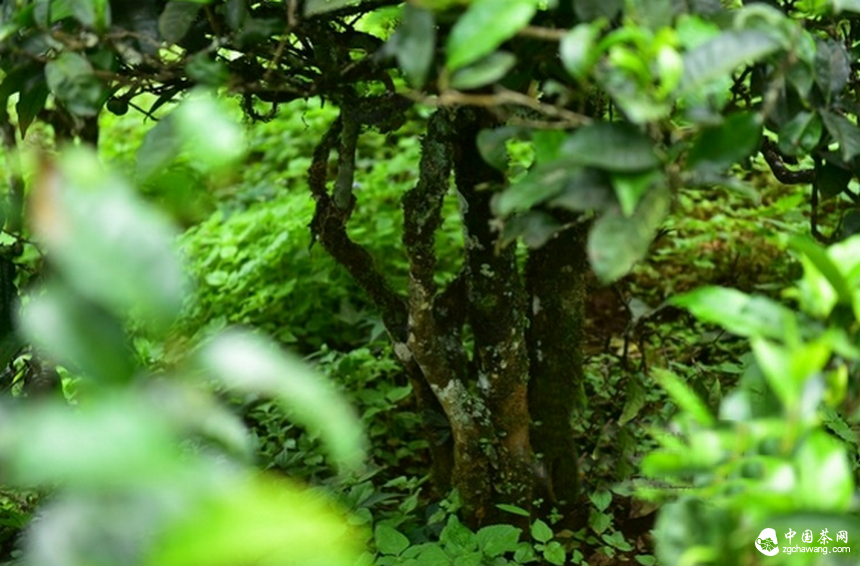 古树茶，你惹了谁？