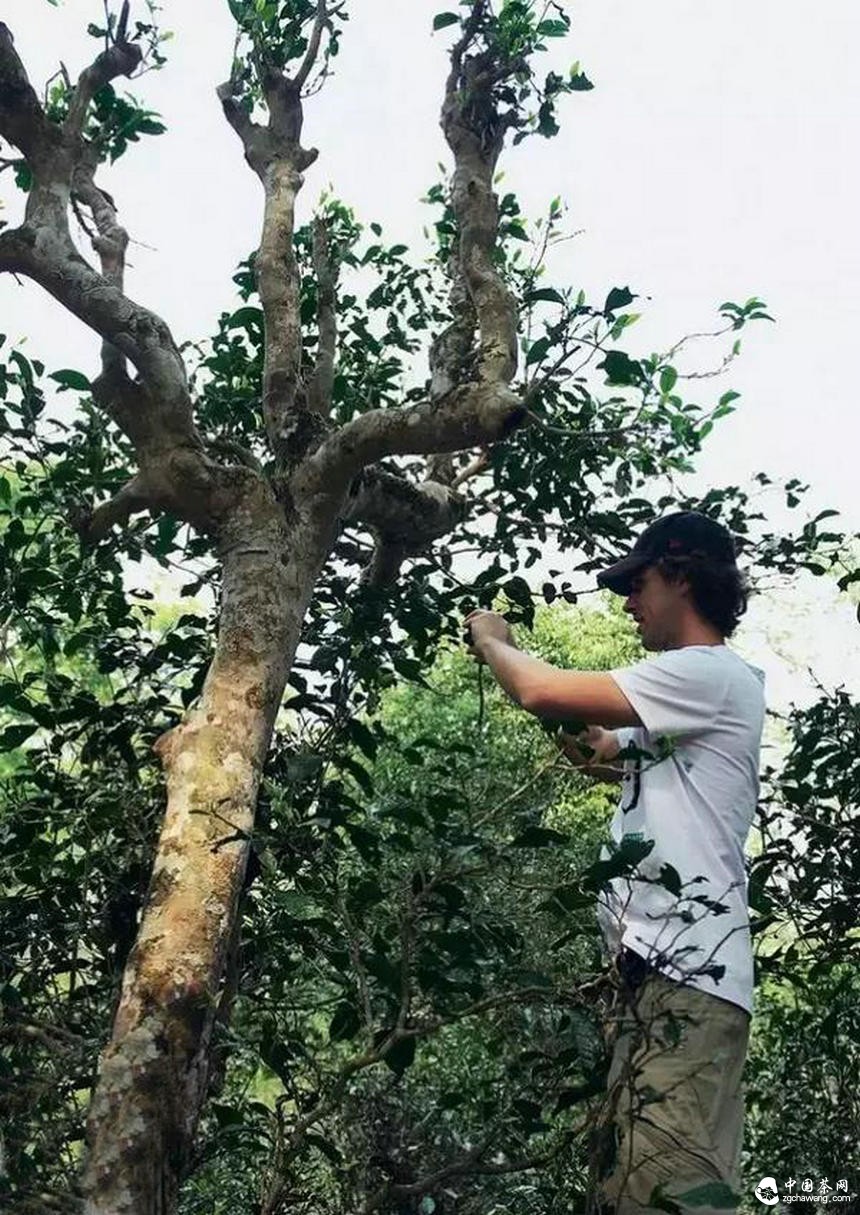 普洱茶行业热点：古树纯料之我见