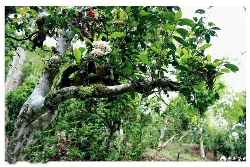 普洱茶行业热点：古树纯料之我见