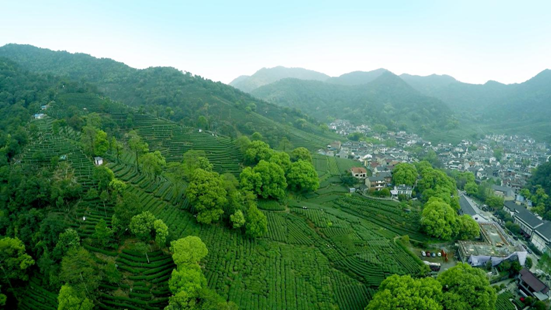 茶园