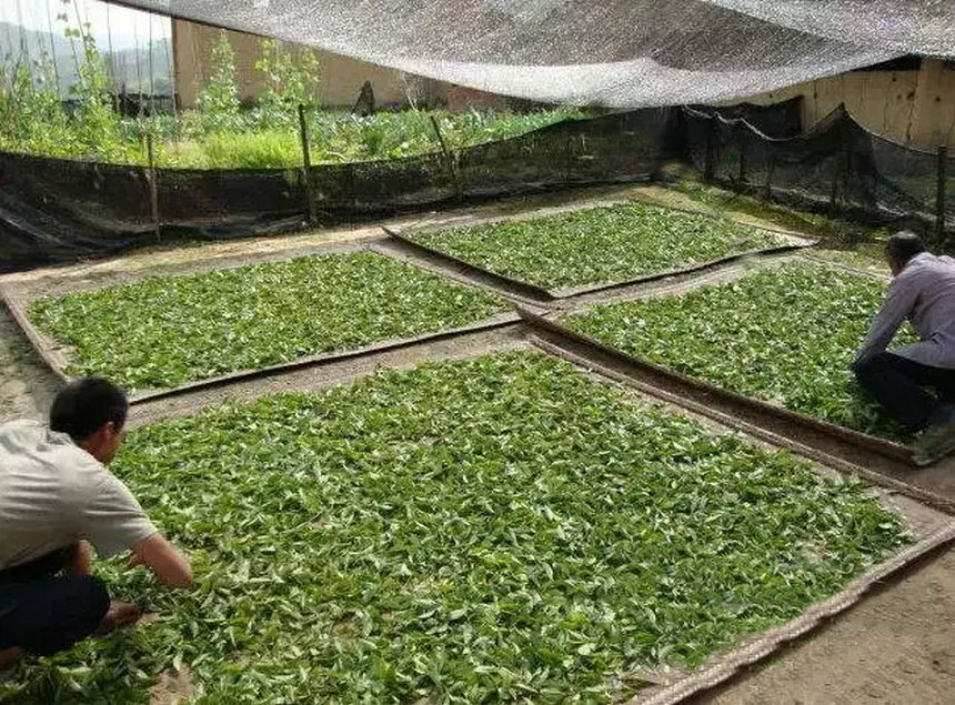 普洱茶工艺中为什么要杀青？