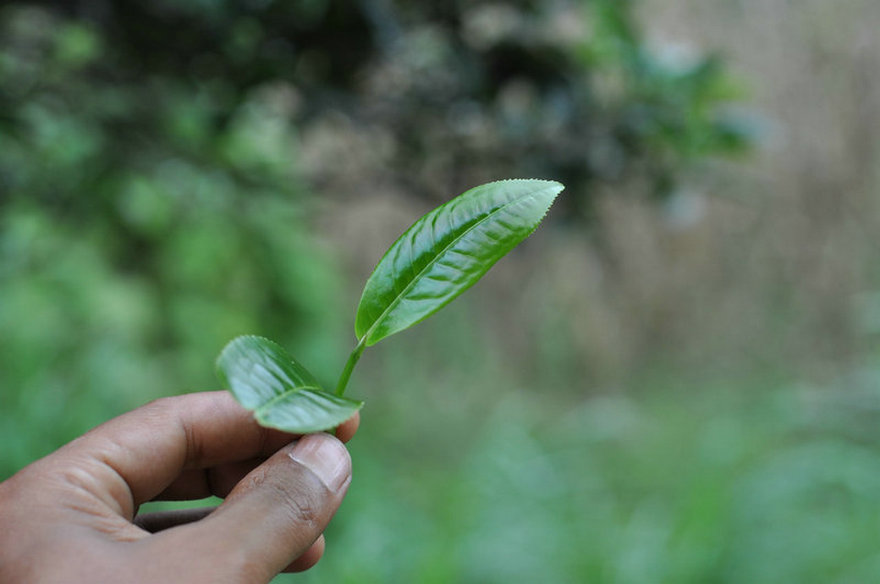 &ldquo;南木茶堂&rdquo;九周年征文欣赏（三）