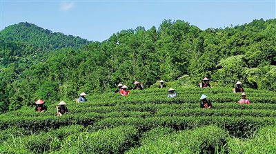 五指山水满茶场。通讯员