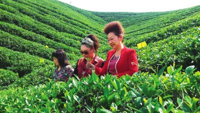钱晓玲右一在茶山