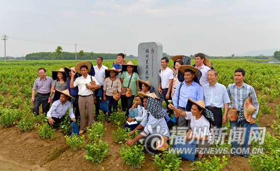 代表建议将茉莉花茶定为&ldquo;市茶&rdquo;　推动产业园建设
