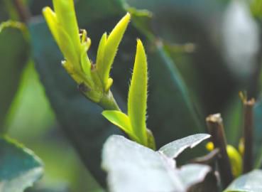 宜宾早茶