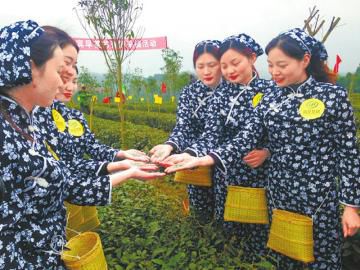 宜宾早茶开园采摘