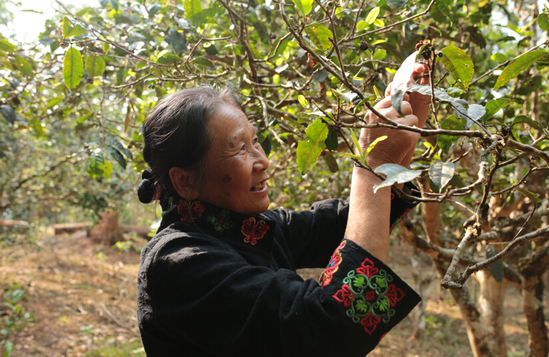 澜沧古茶&ldquo;茶妈妈&rdquo;杜春峄