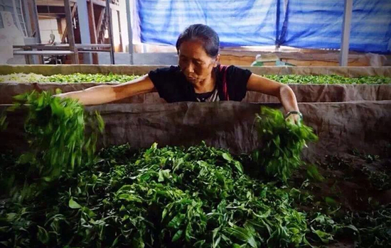 &ldquo;茶妈妈&rdquo;正在选茶