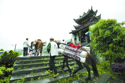 4月17日，安化县江南镇茶马古道景区，驮着千两茶的马队正在向游客展示当年这条古道上的风采和繁华。