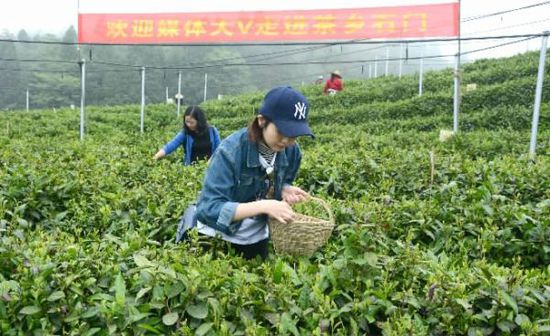 今年62岁的龚平军是当地有名的种茶大户。早在几年前，石门县大力推动农民发展茶产业伊始，龚平军便将自己的10余亩田地改种茶叶。“一年有4至5万纯收入。”龚平军乐呵呵地说。