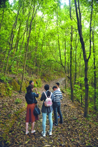 汀溪镇清理了古道上堆积的淤泥。何东方 摄
