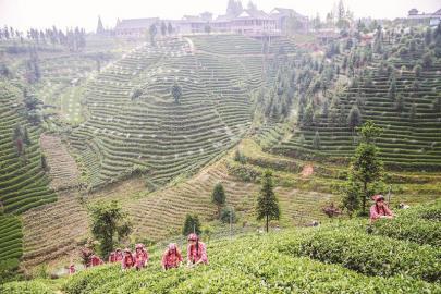 名山区中峰乡牛碾坪茶园。