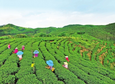 ​港南区木格镇大力发展富硒生态茶种植