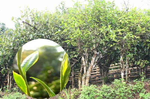 大圆众筹产品巡礼：臻未号老曼峨，来自边境深山的瑰宝