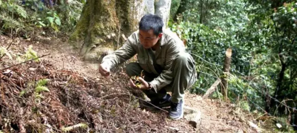 大圆众筹产品巡礼：臻未号老曼峨，来自边境深山的瑰宝