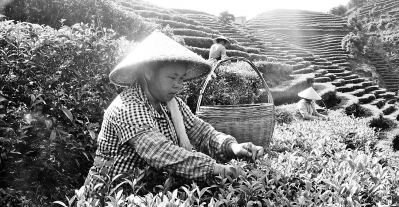 平南县仙台茶协会科普惠农架起绿色致富桥
