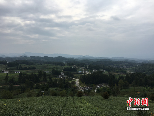 湄潭县茶园 娄晓摄