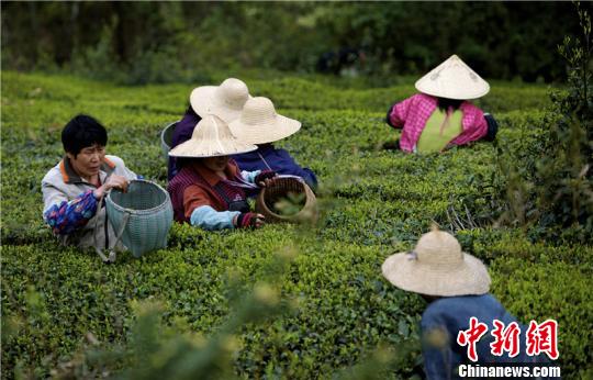 图为春茶采摘。　陈君 摄