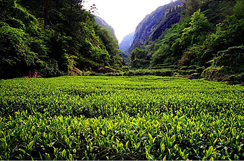 生态茶园