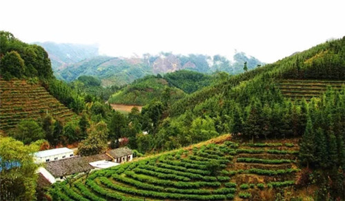 仁化扶持茶农茶企做大茶叶旅游品牌