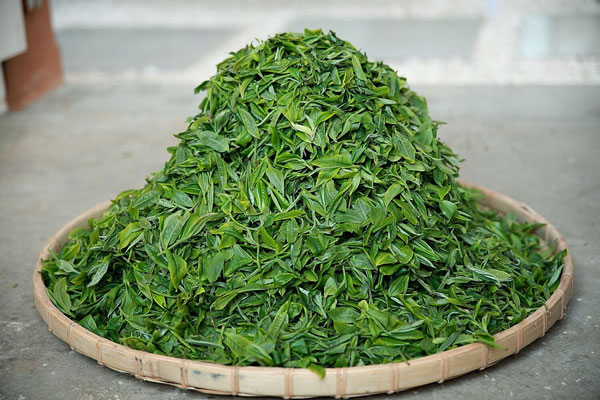 双江勐库冰岛茶：誉满神州蜚声海外
