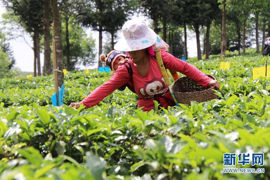 茶农在有机茶园内采摘春茶（新华网罗春明/摄）