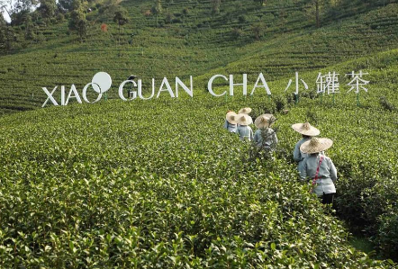 携手陈乔恩、陈漫 小罐茶玩转现代派春茶-焦点中国网