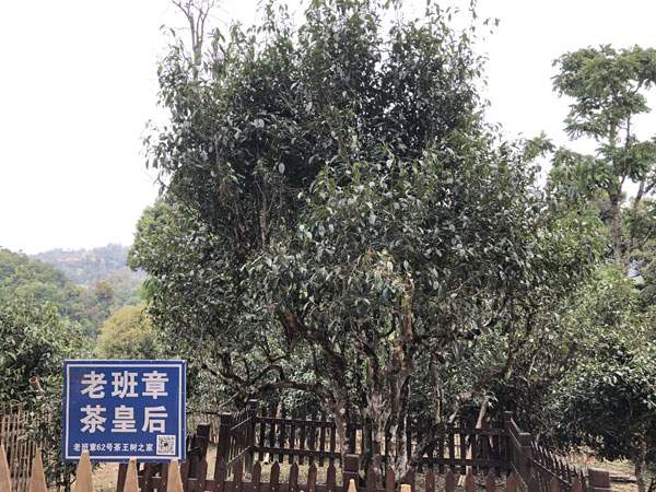 从300元涨到30000元,资本炒作炒高了茶价,炒枯了茶树!普洱茶何时才能回归本味?