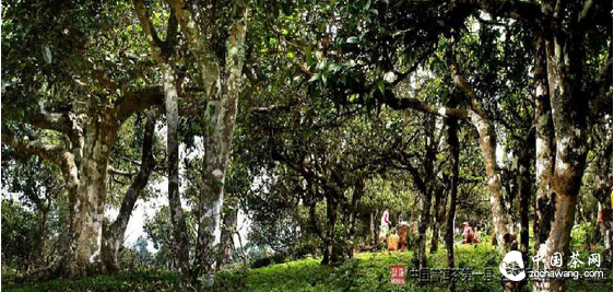 古茶园里的古茶树