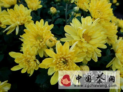  清肝明目降血压 淡雅菊花养生功效强大 