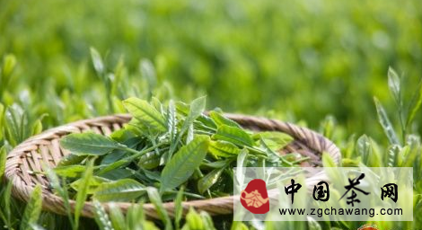 黄山毛峰：山水人文一道茶