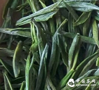 图文解析如何辨识安吉白茶优劣？