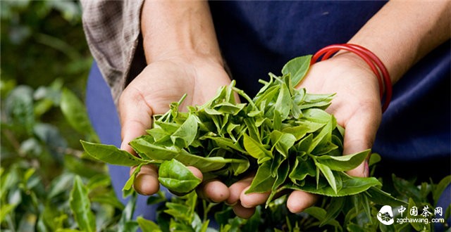 印度茶叶电商Teabox为您挑选茶叶